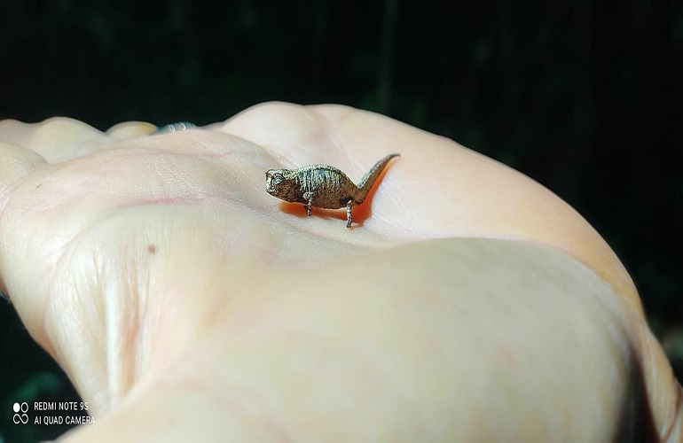 smalest chameleon in the word