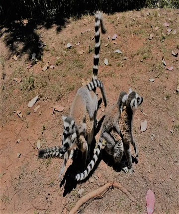 lemurs