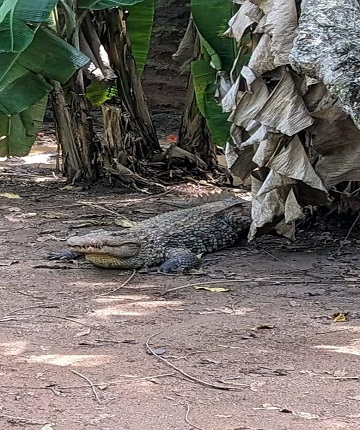 crocodile