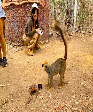 Lemur in forest