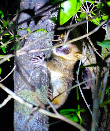 Lemur in forest