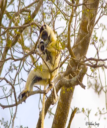 Lemur in forest