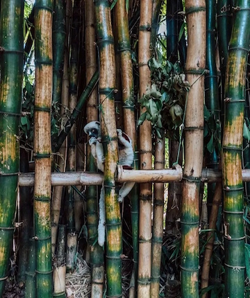 Lemur