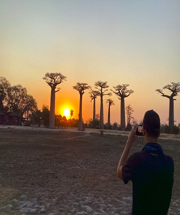 Avenue baobab