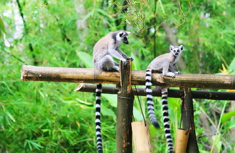lemur in lemur land