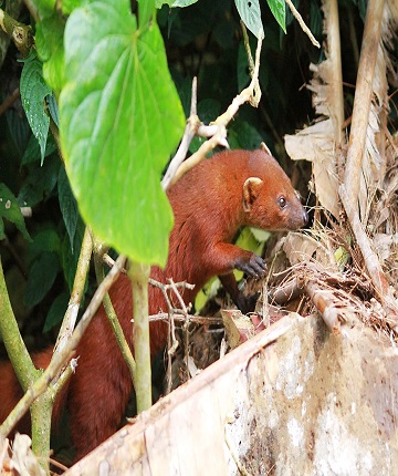 animal