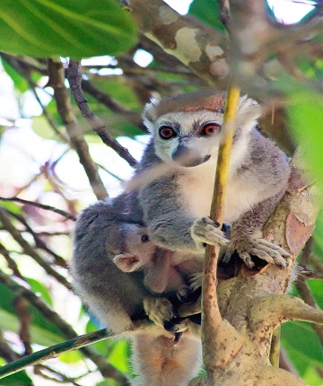 lemur of Madagascar