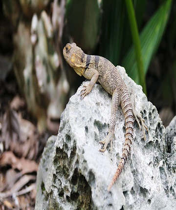 gecko of Madagascar