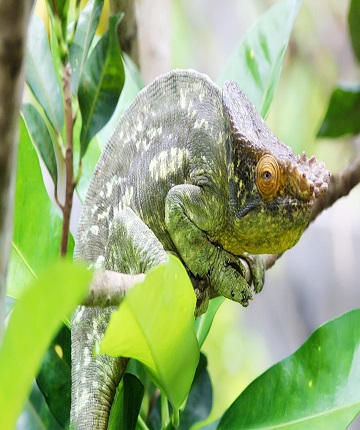 chameleon in nosy be